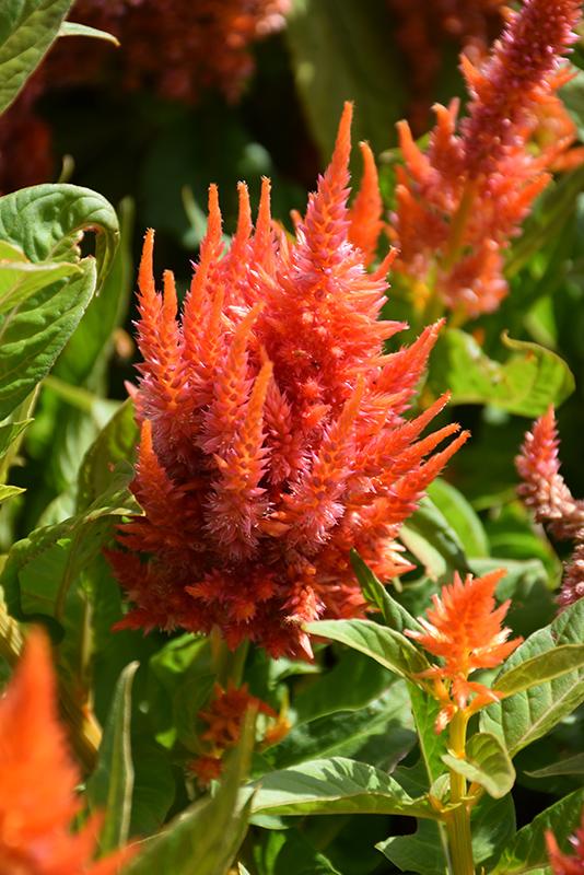 Celosia Fresh Look Orange - View 8 from www redcrocus com