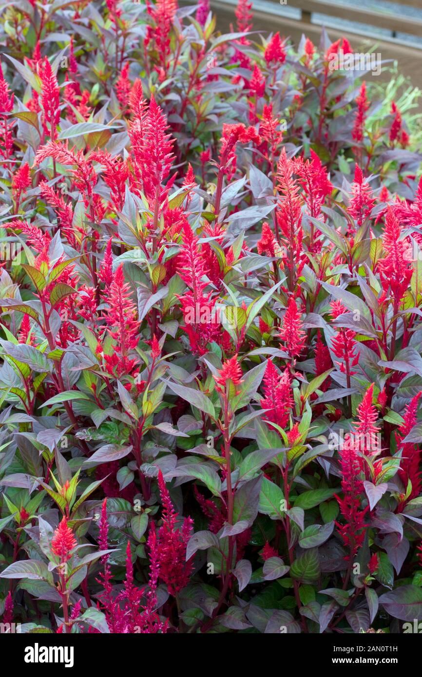 Celosia New Look - View 8 from www redcrocus com
