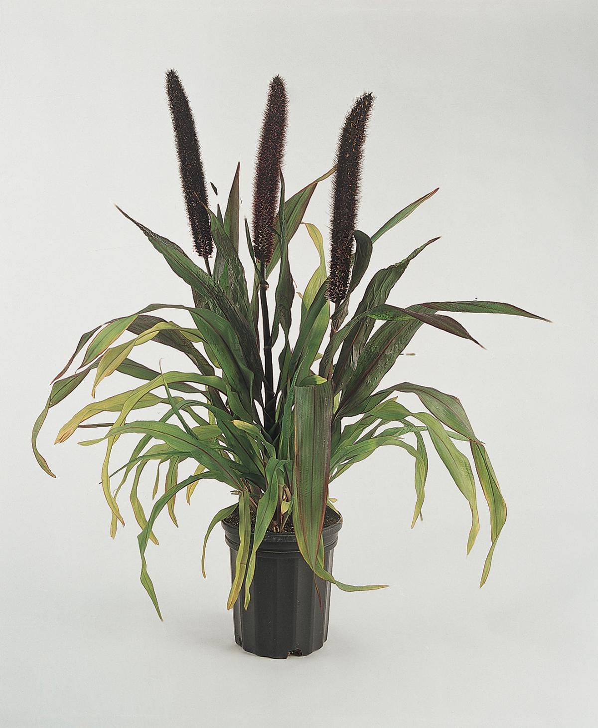 Grass Millet Purple Baron - View 11 from www redcrocus com