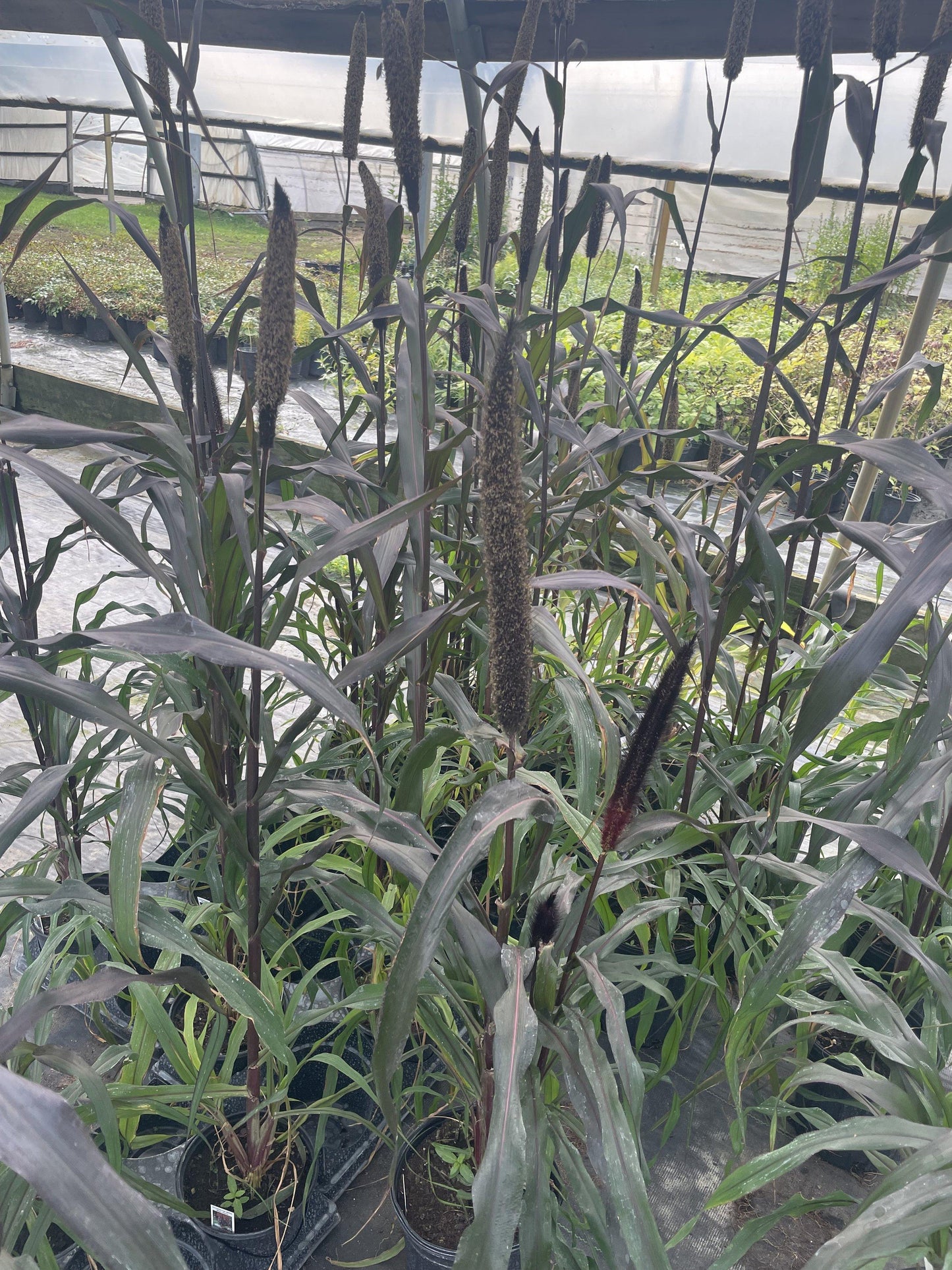 Grass Millet Purple Baron - View 12 from www redcrocus com