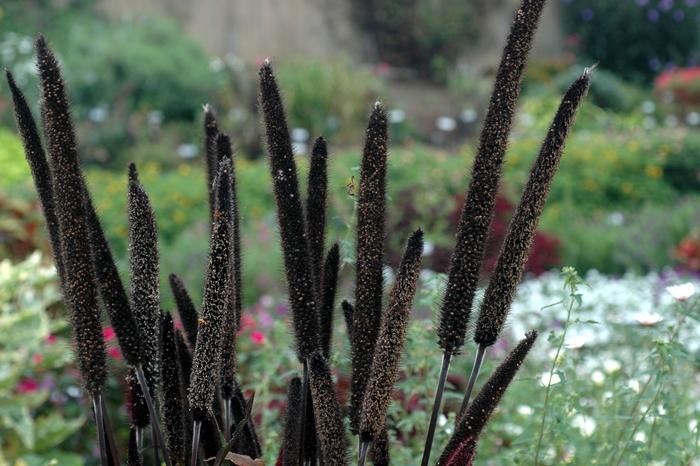 Grass Millet Purple Baron - View 13 from www redcrocus com