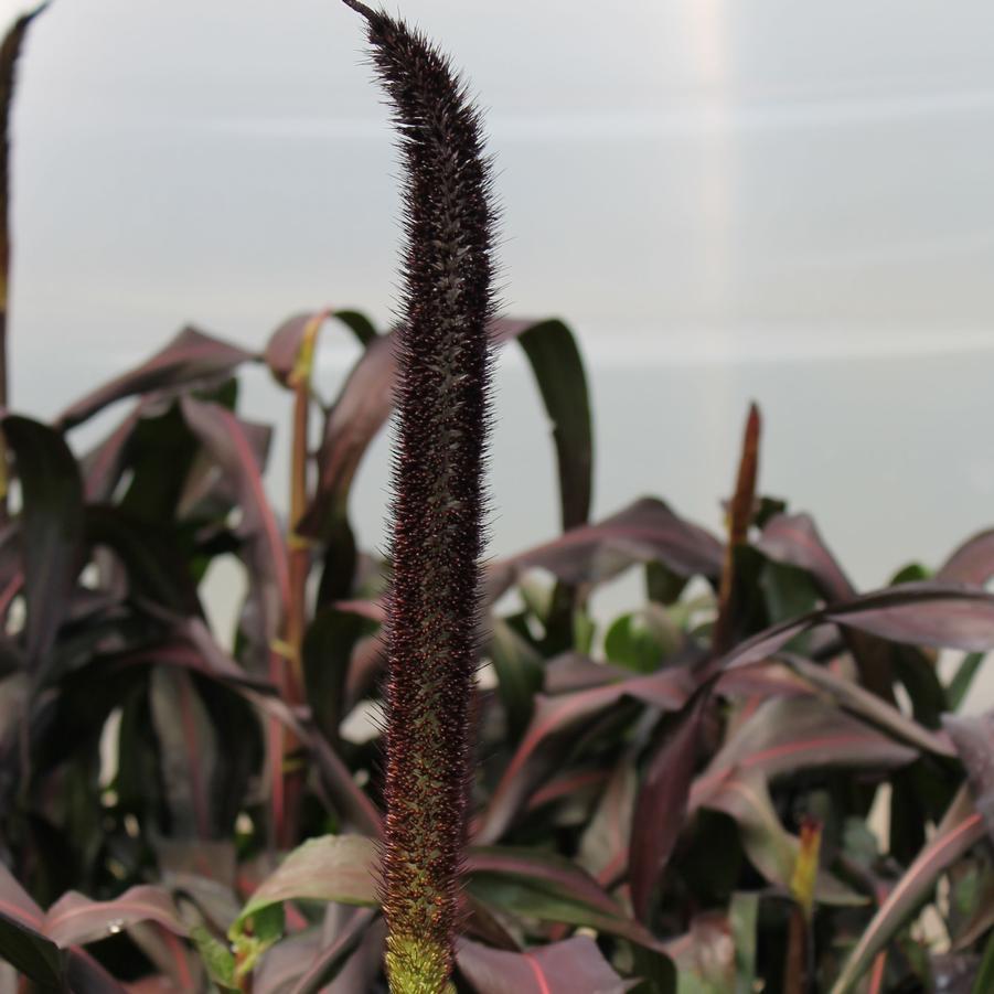 Grass Millet Purple Baron - View 14 from www redcrocus com