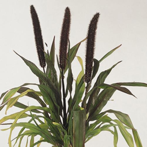 Grass Millet Purple Baron - View 2 from www redcrocus com