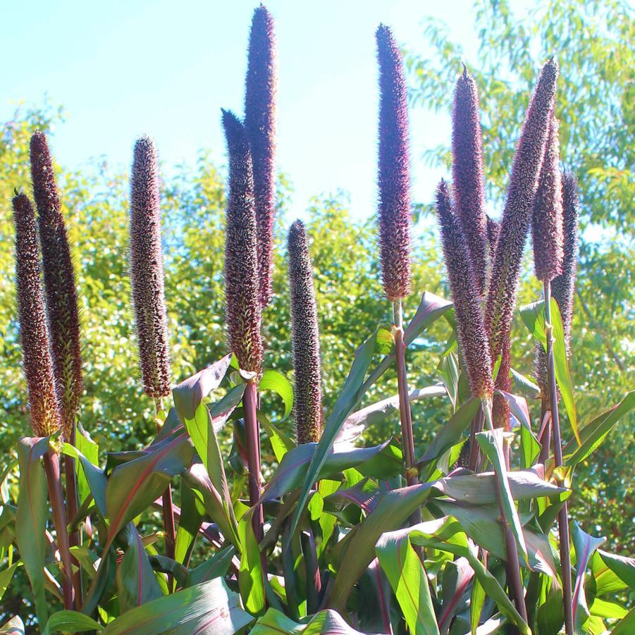 Grass Millet Purple Baron - View 3 from www redcrocus com