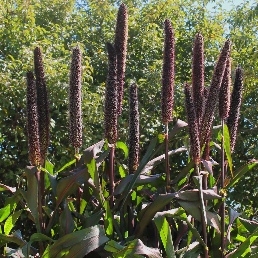 Grass Millet Purple Baron - View 4 from www redcrocus com