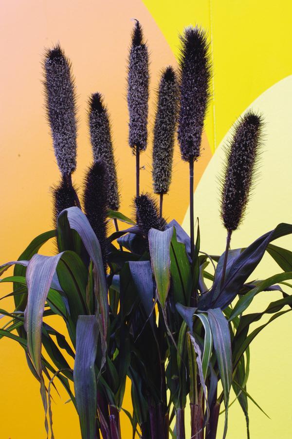 Grass Millet Purple Baron - View 5 from www redcrocus com