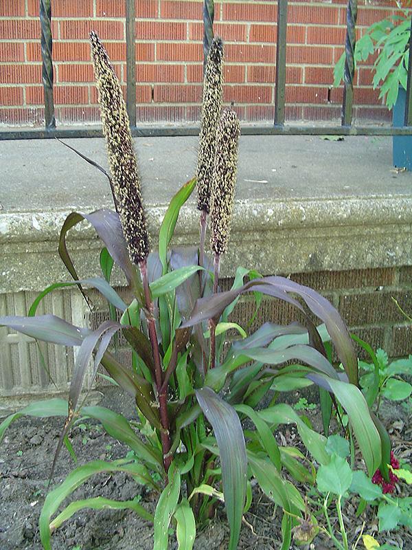 Grass Millet Purple Baron - View 6 from www redcrocus com