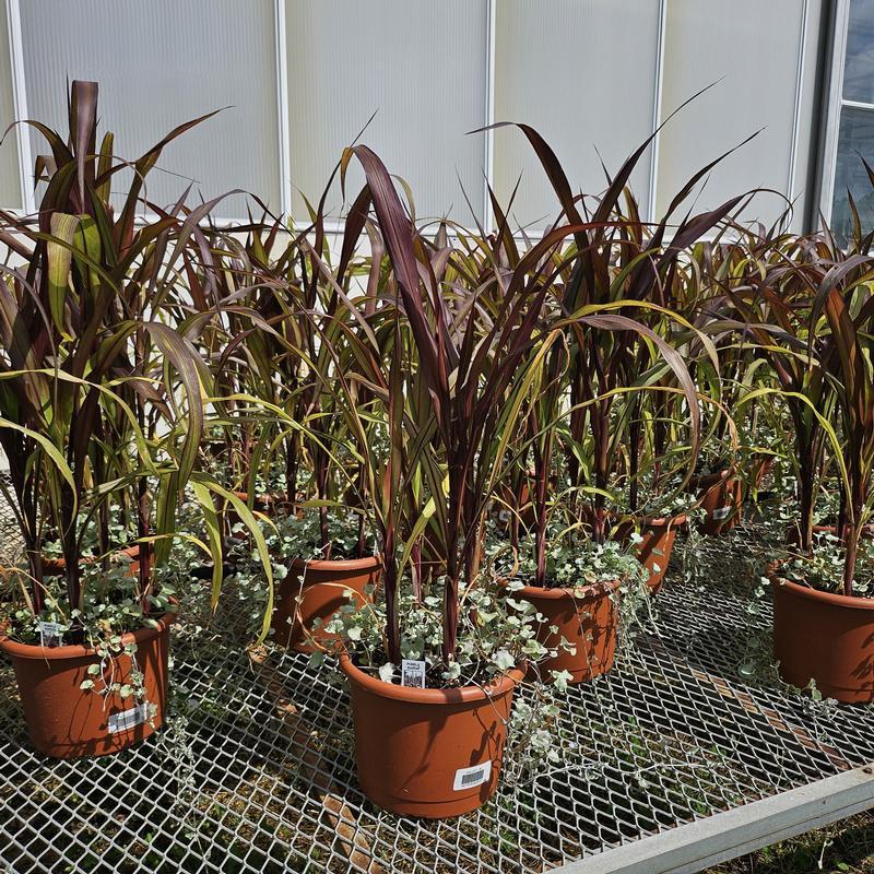 Grass Millet Purple Baron - View 7 from www redcrocus com