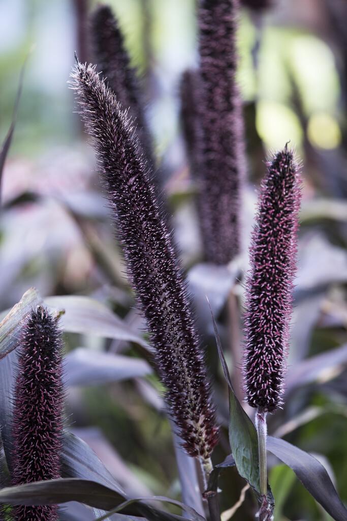 Grass Millet Purple Baron - View 8 from www redcrocus com