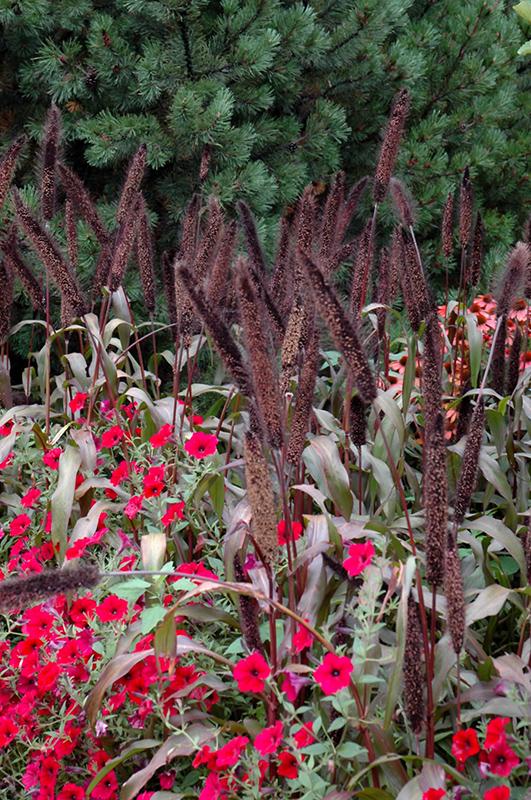 Grass Millet Purple Baron - View 9 from www redcrocus com