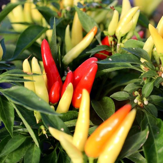 Pepper Ornamental Chilly Chili - View 10 from www redcrocus com