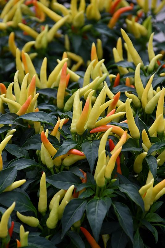 Pepper Ornamental Chilly Chili - View 11 from www redcrocus com
