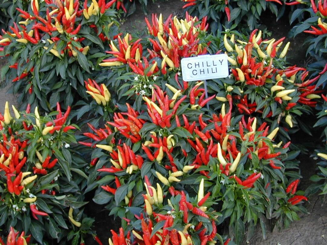 Pepper Ornamental Chilly Chili - View 12 from www redcrocus com