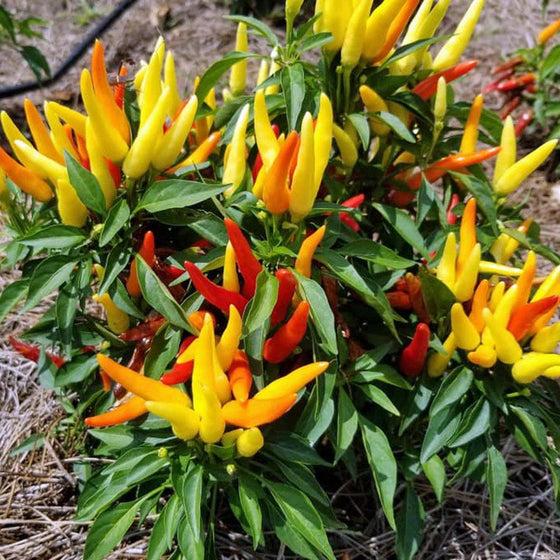 Pepper Ornamental Chilly Chili - View 13 from www redcrocus com