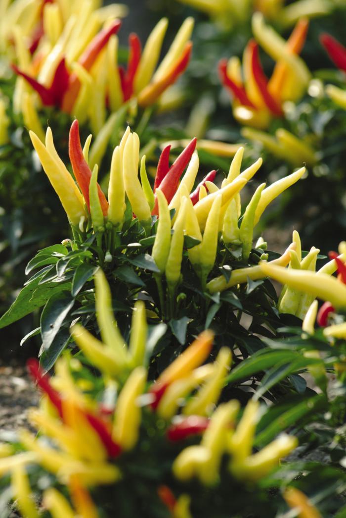Pepper Ornamental Chilly Chili - View 14 from www redcrocus com