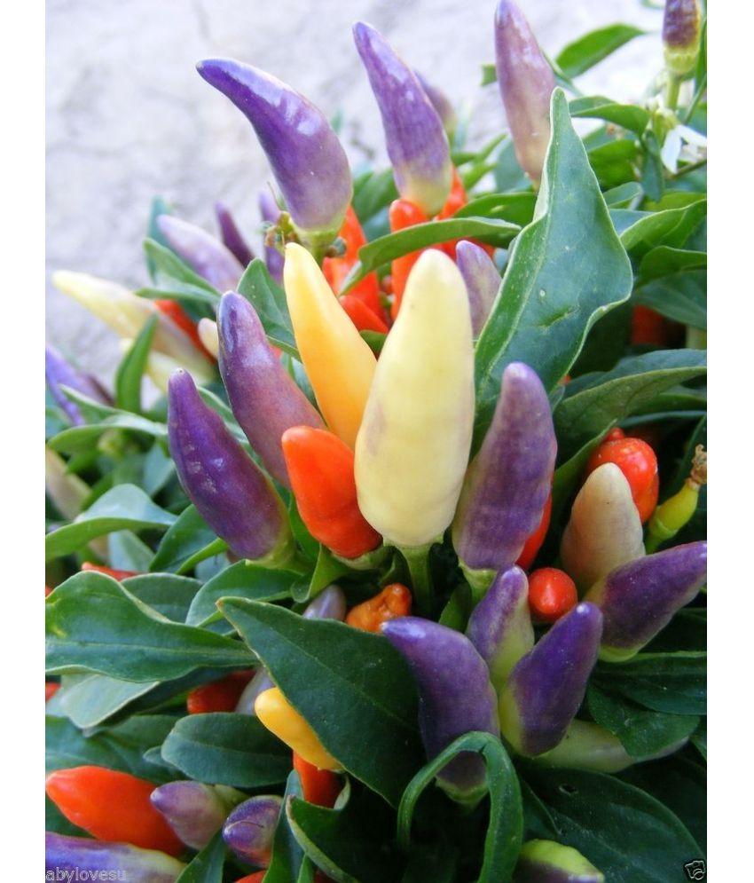 Pepper Ornamental Chilly Chili - View 15 from www redcrocus com