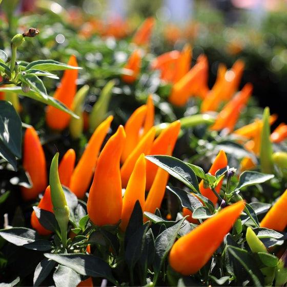 Pepper Ornamental Chilly Chili - View 16 from www redcrocus com