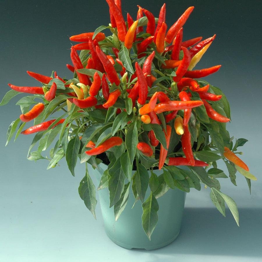Pepper Ornamental Chilly Chili - View 17 from www redcrocus com