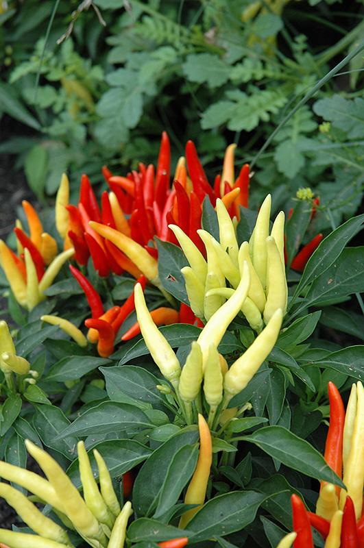 Pepper Ornamental Chilly Chili - View 18 from www redcrocus com