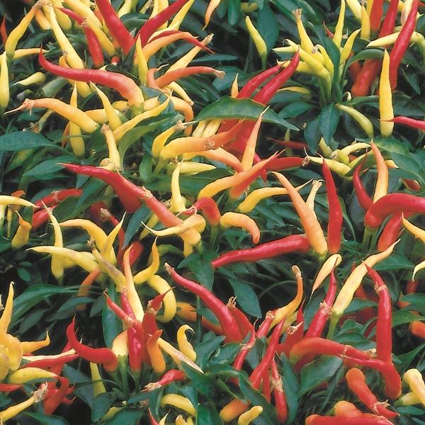 Pepper Ornamental Chilly Chili - View 19 from www redcrocus com