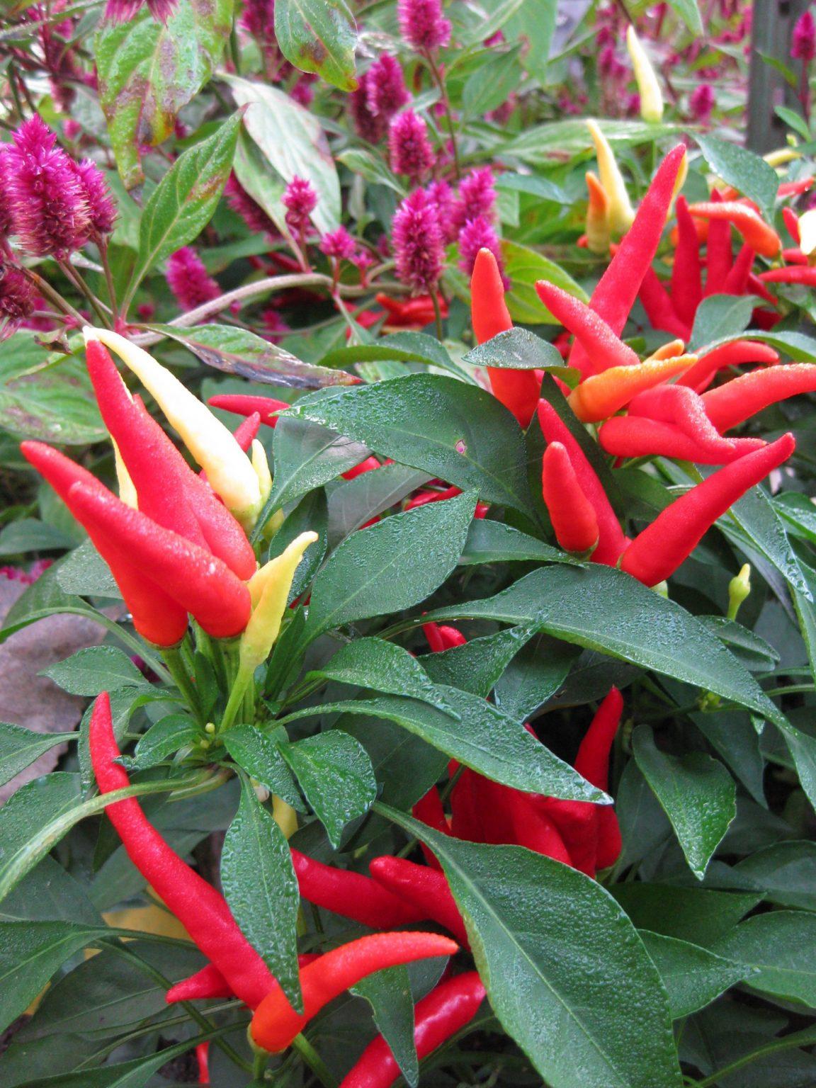 Pepper Ornamental Chilly Chili - View 20 from www redcrocus com