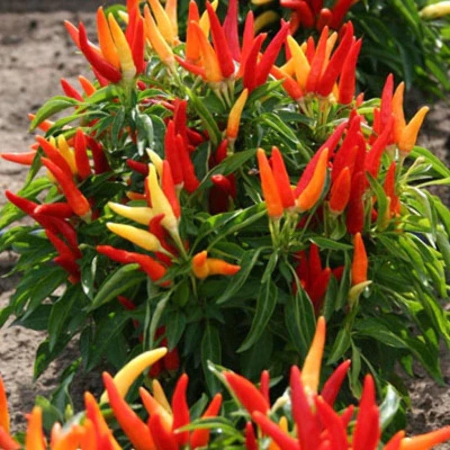 Pepper Ornamental Chilly Chili - View 4 from www redcrocus com