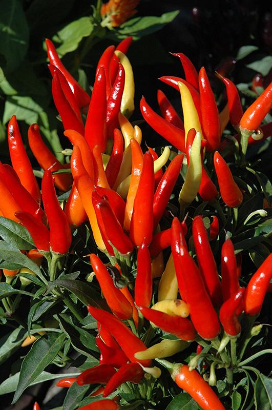 Pepper Ornamental Chilly Chili - View 5 from www redcrocus com