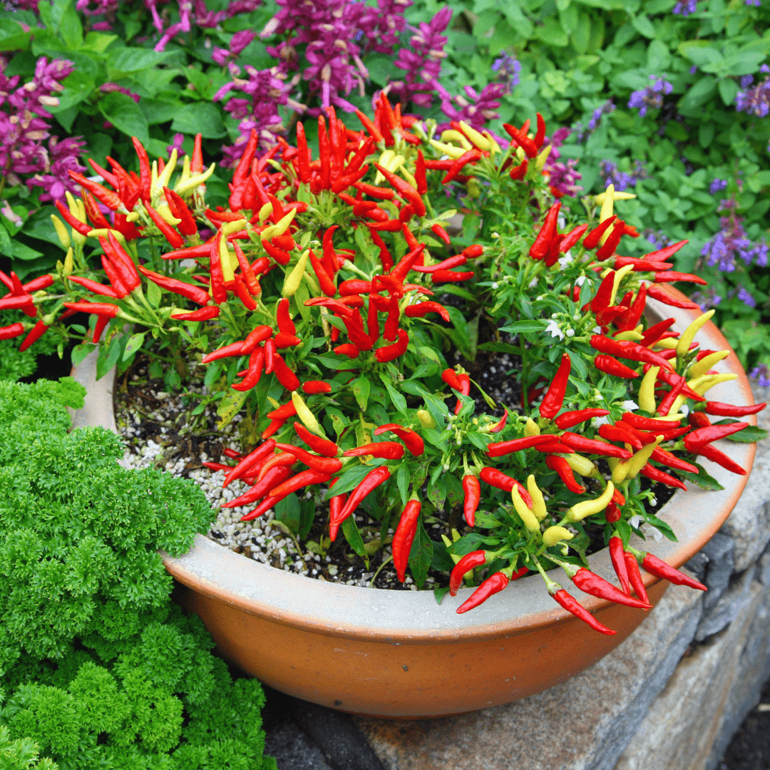 Pepper Ornamental Chilly Chili - View 6 from www redcrocus com