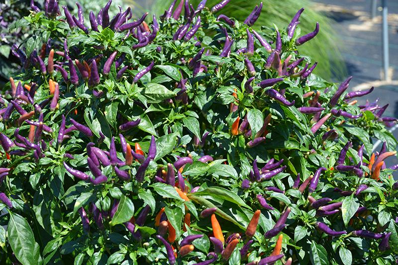 Pepper Ornamental Sangria - View 10 from www redcrocus com