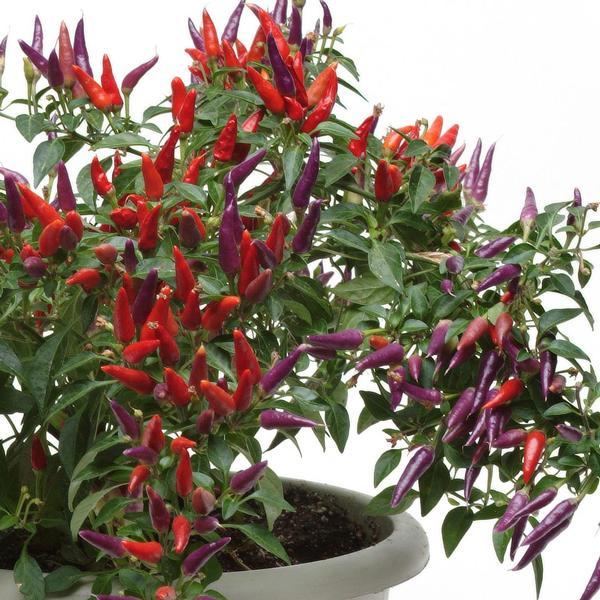 Pepper Ornamental Sangria - View 11 from www redcrocus com