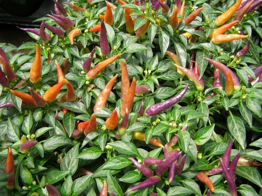 Pepper Ornamental Sangria - View 12 from www redcrocus com