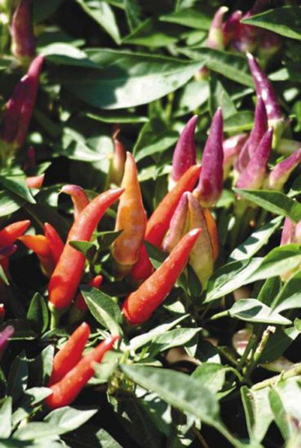 Pepper Ornamental Sangria - View 13 from www redcrocus com