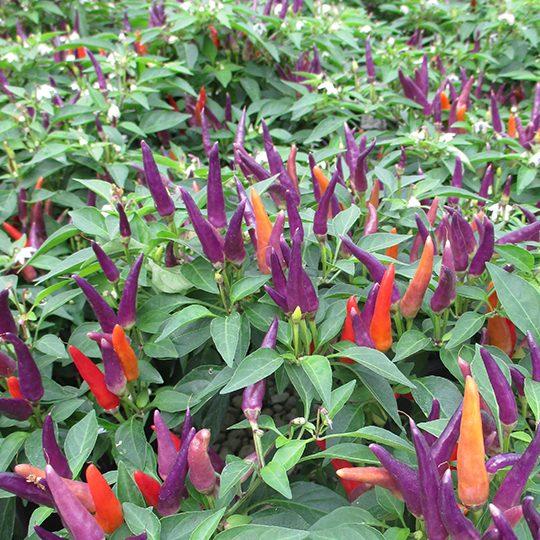 Pepper Ornamental Sangria - View 14 from www redcrocus com
