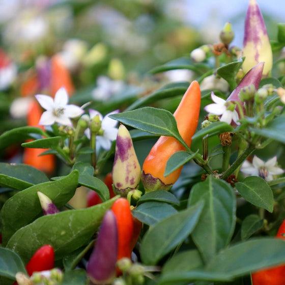Pepper Ornamental Sangria - View 15 from www redcrocus com