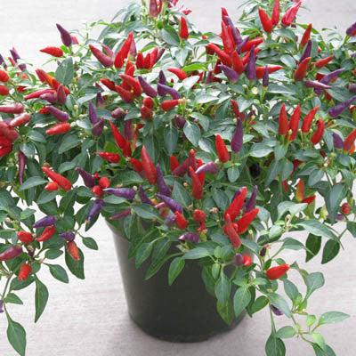 Pepper Ornamental Sangria - View 17 from www redcrocus com