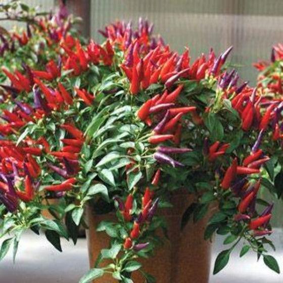 Pepper Ornamental Sangria - View 18 from www redcrocus com