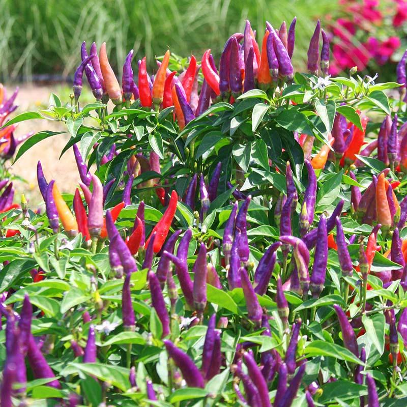 Pepper Ornamental Sangria - View 19 from www redcrocus com