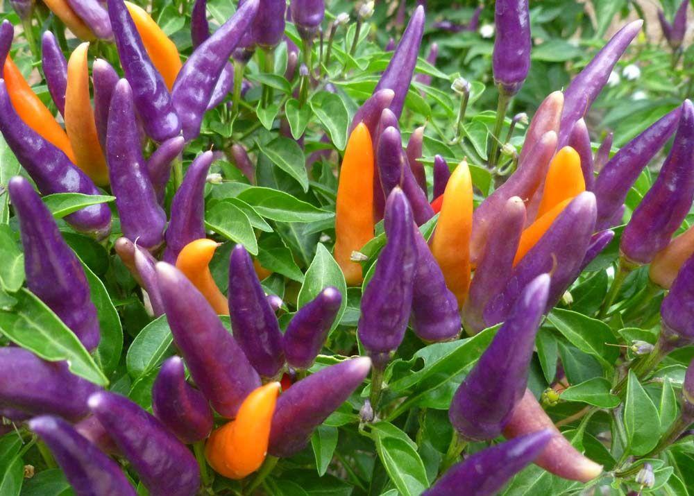 Pepper Ornamental Sangria - View 1 from www redcrocus com