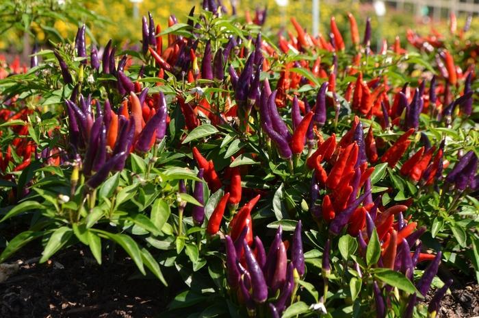Pepper Ornamental Sangria - View 3 from www redcrocus com