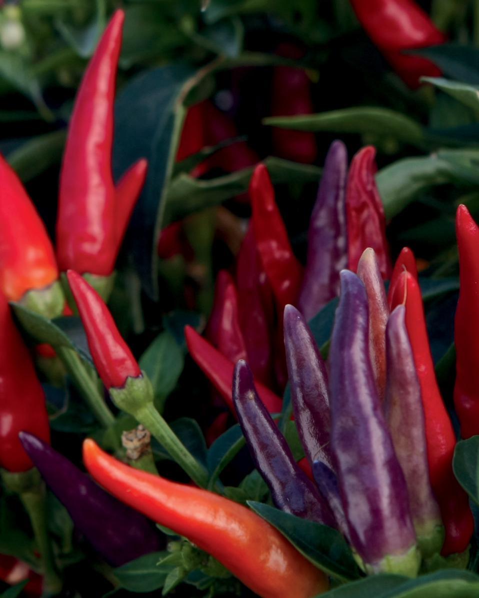 Pepper Ornamental Sangria - View 4 from www redcrocus com