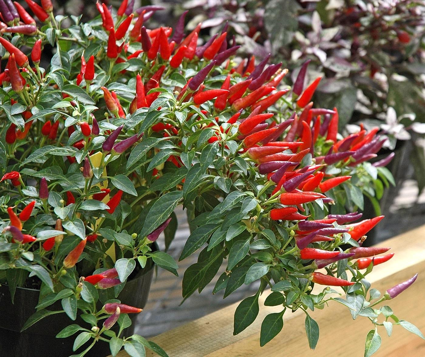 Pepper Ornamental Sangria - View 5 from www redcrocus com