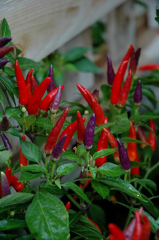 Pepper Ornamental Sangria - View 7 from www redcrocus com