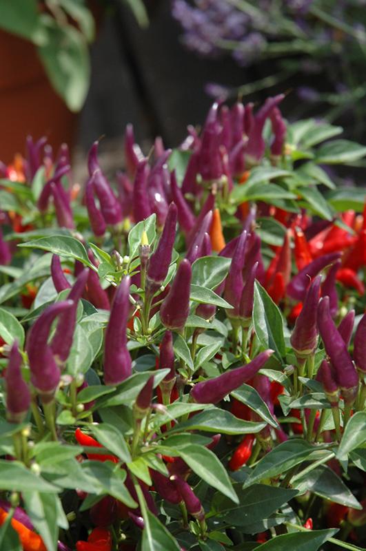 Pepper Ornamental Sangria - View 9 from www redcrocus com