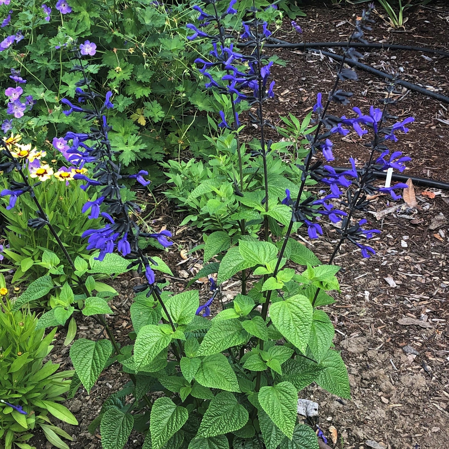 Salvia Guaranitica Black And Blue - View 3 from www redcrocus com