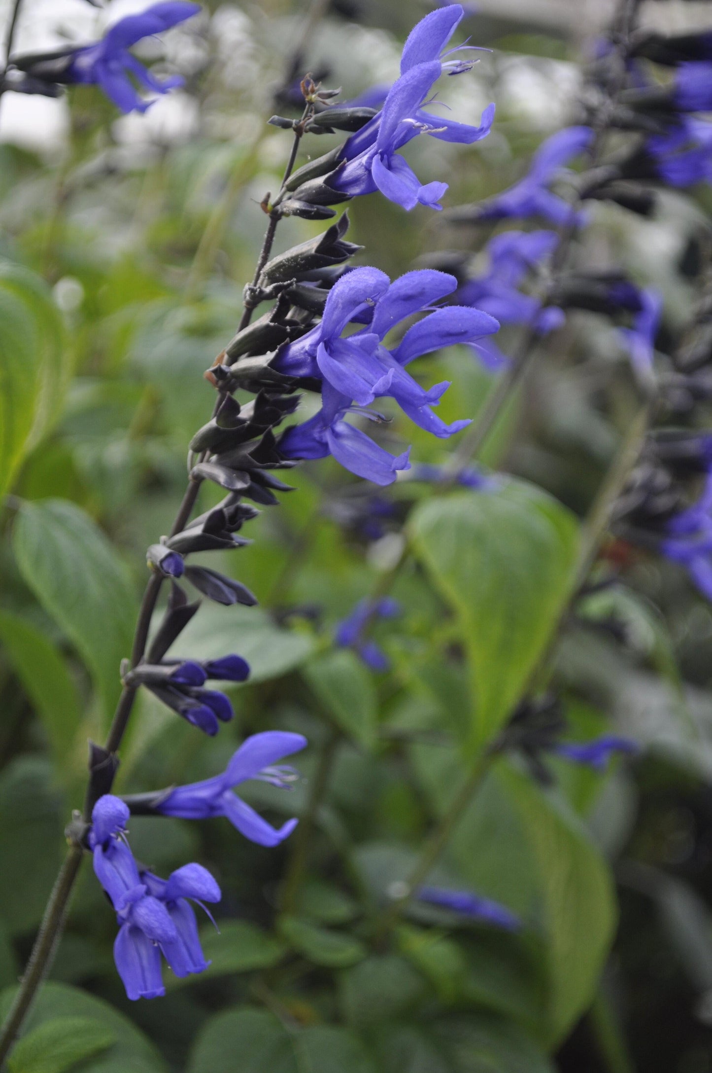Salvia Guaranitica Black And Blue - View 8 from www redcrocus com