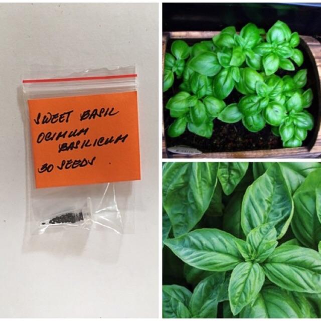 Herb Ocimum Basilicum Sweet Italian Basil - View 10 from www redcrocus com