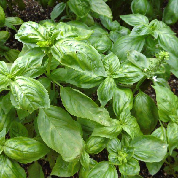 Herb Ocimum Basilicum Sweet Italian Basil - View 12 from www redcrocus com