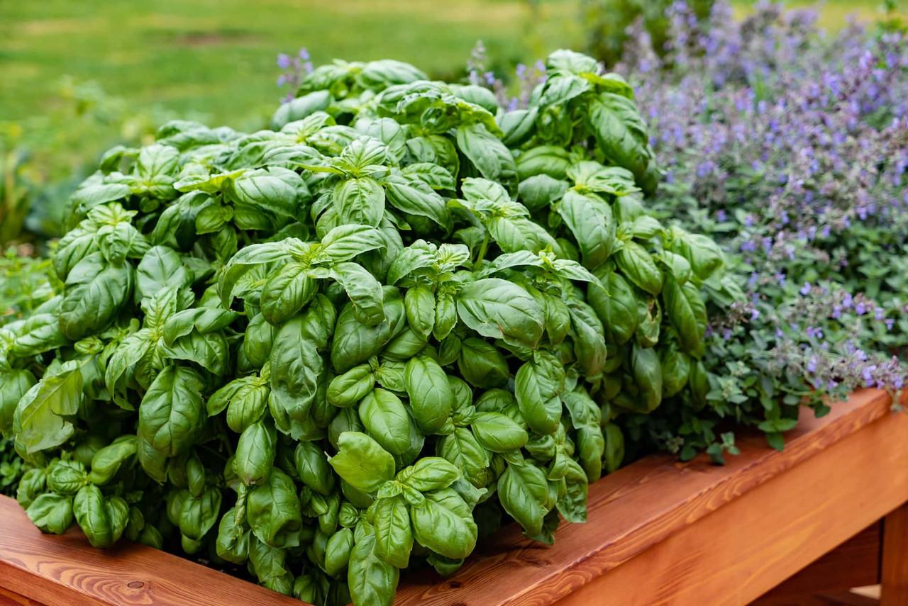 Herb Ocimum Basilicum Sweet Italian Basil - View 14 from www redcrocus com