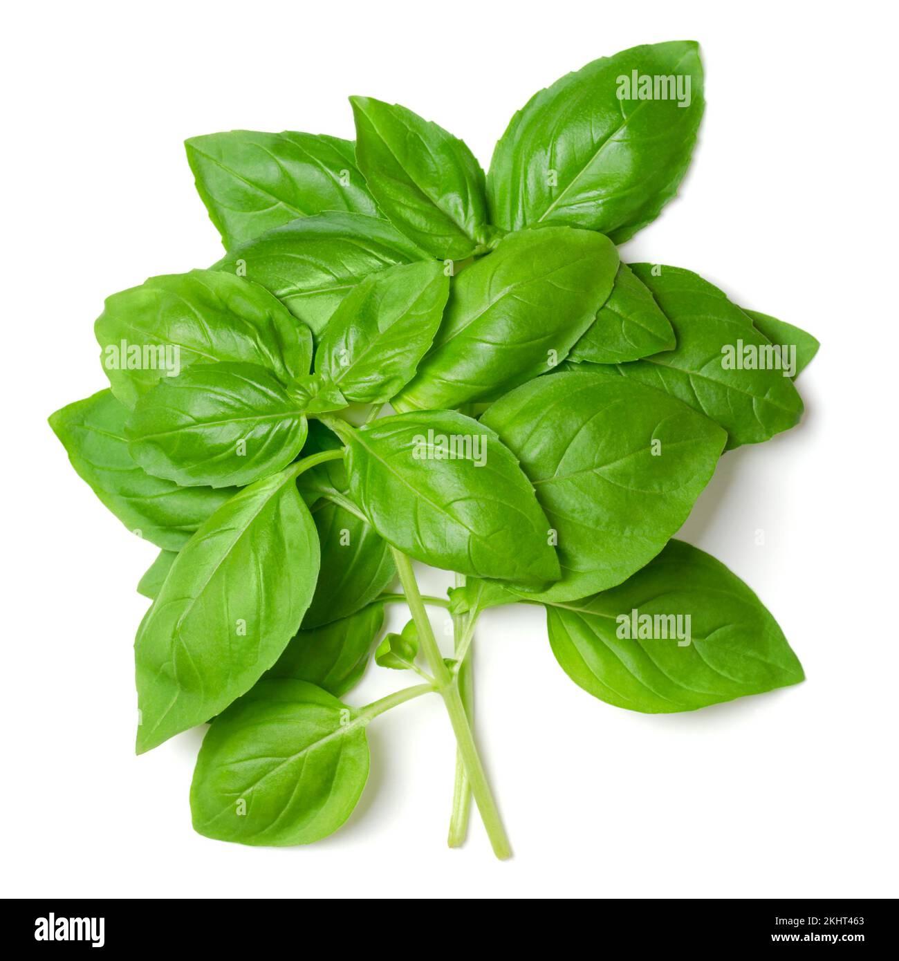 Herb Ocimum Basilicum Sweet Italian Basil - View 17 from www redcrocus com