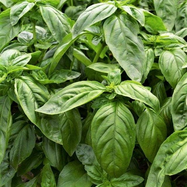 Herb Ocimum Basilicum Sweet Italian Basil - View 2 from www redcrocus com